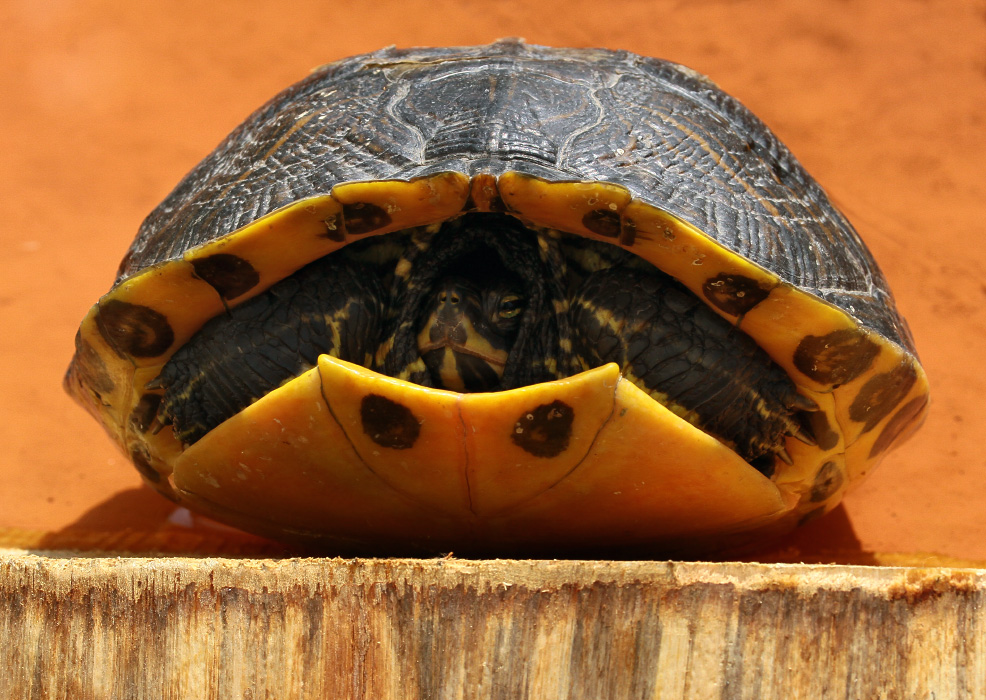 Trachemys scripta scripta 1 