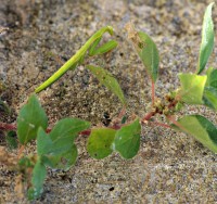 Mantis religiosa Linnaeus 1758