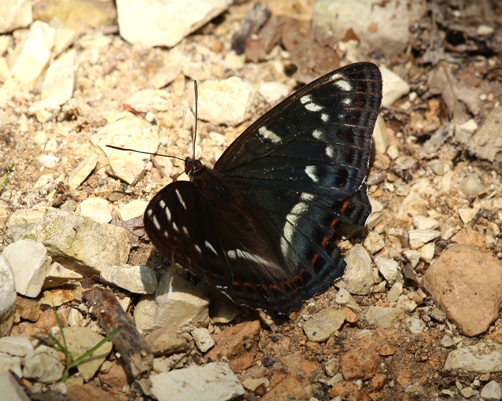 Limenitis populi-lug19