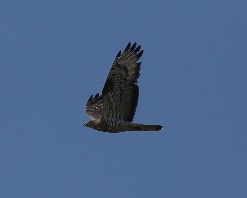 falco pecchiaiolo-ago19