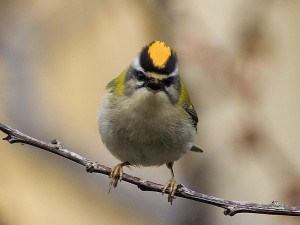 Fiorrancino	Regulus ignicapilla	Firecrest