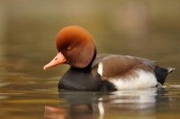 Fistione turco	Netta rufina	Red-crested Pochard