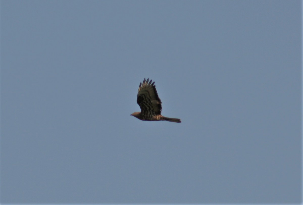 F.Pecchiaiolo Vallene 24-08-19