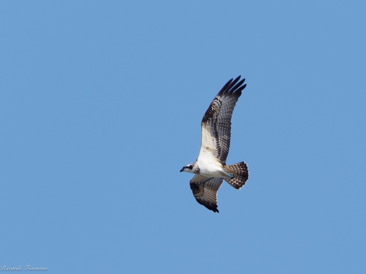 Falco pescatore - Castelberto 1