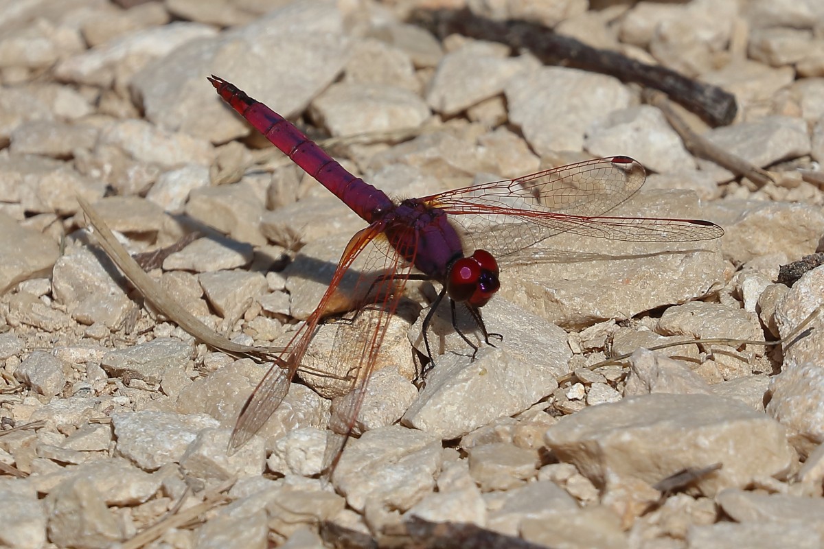 Trithemis annulata