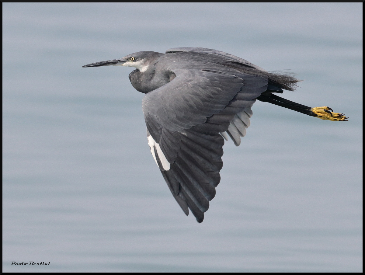 Airone schistaceo (egretta gularis)