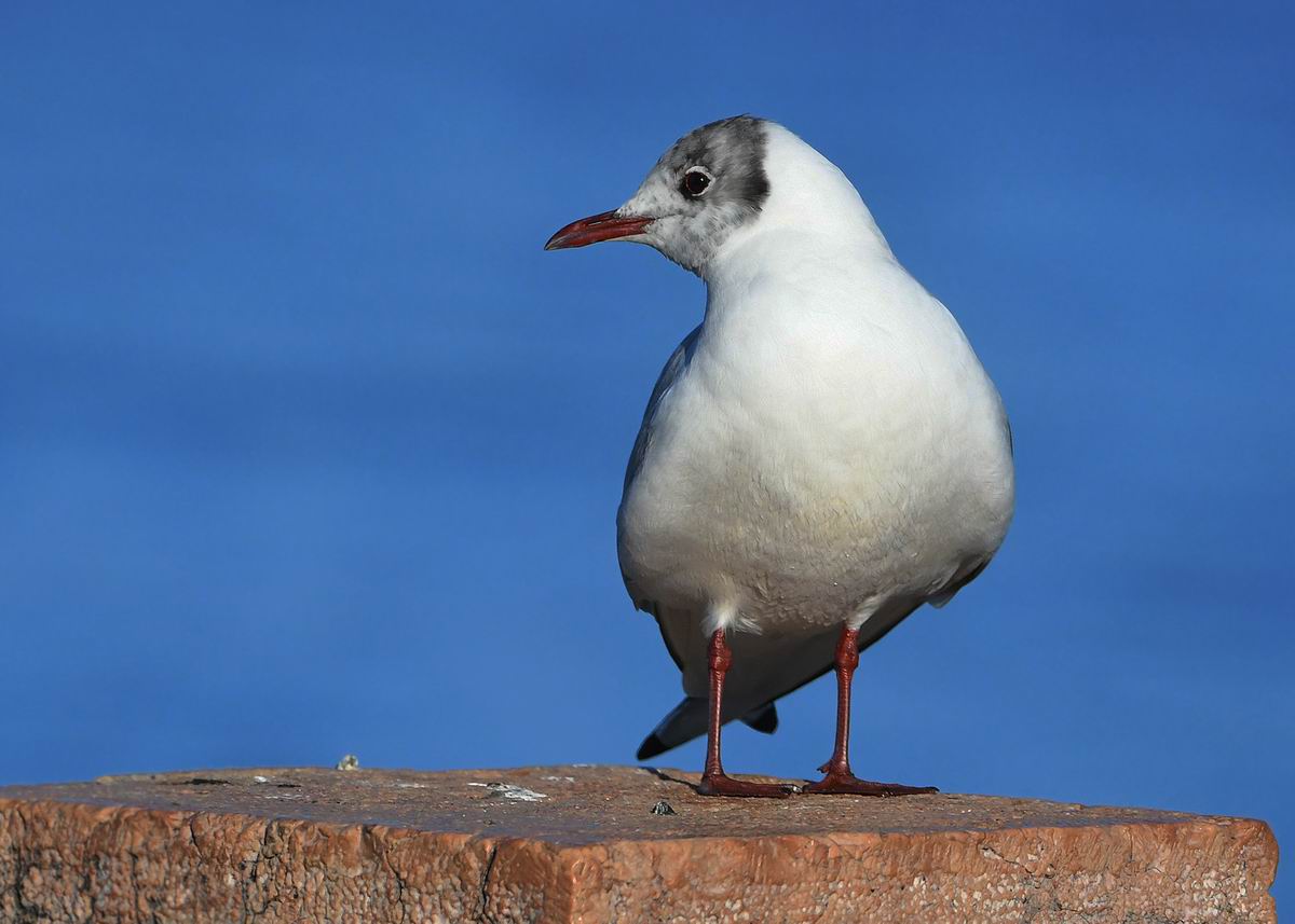 Chroicocephalus ridibundus