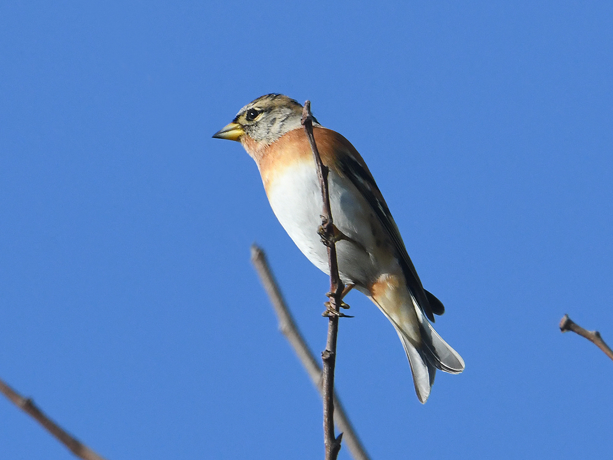 Fringilla montifringilla