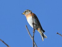 Fringilla montifringilla