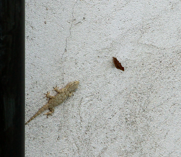 Polygonia egea