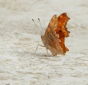 Polygonia egea 2