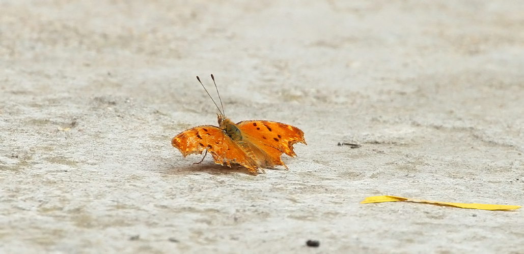 Polygonia egea 1