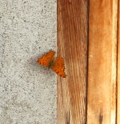 Polygonia egea 5