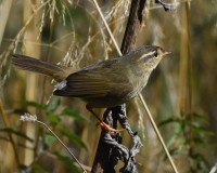 Luì di Radde Phylloscopus schwarzi Radde's Warbler