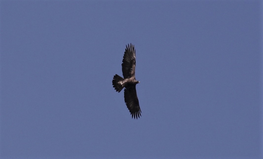 Aquila reale m.ga Volpina 20-10-19 Vittorio Fanelli