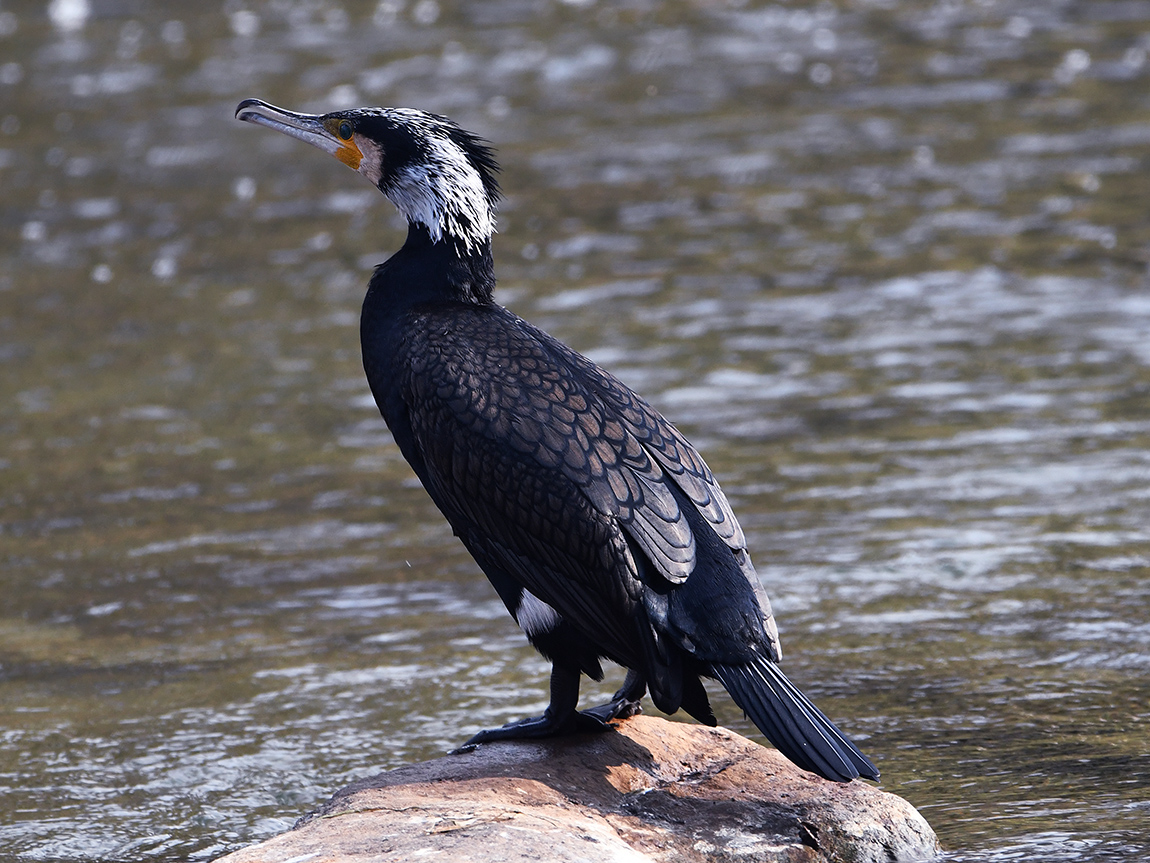 Cormorano