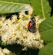 Vanessa atalanta 