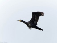 Cormorano in volo