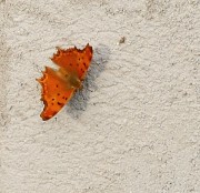 Polygonia egea