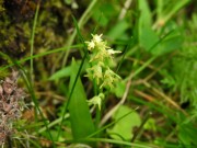 Herminium monorchis Vallene m.ga Rambalda Vittorio Fanelli 18-07-20 (1)