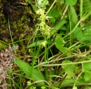 Herminium monorchis Vallene m.ga Rambalda Vittorio Fanelli 18-07-20 (2)