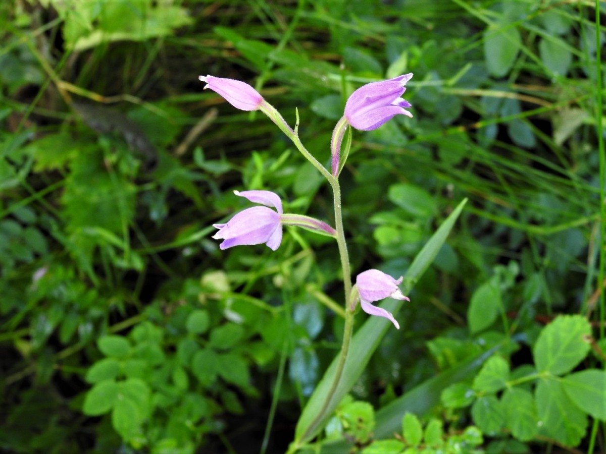 Cephalanthera rubra Vallene m.ga Rambalda Vittorio Fanelli 18-07-20