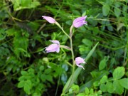 Cephalanthera rubra Vallene m.ga Rambalda Vittorio Fanelli 18-07-20