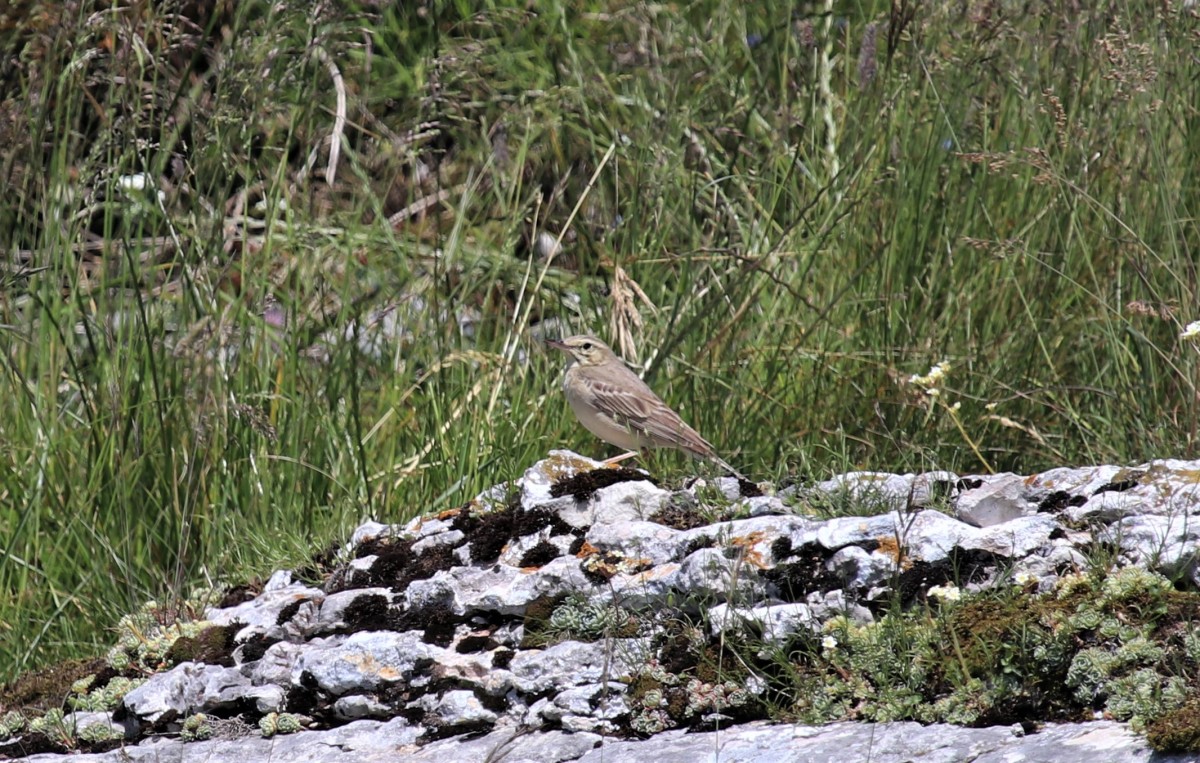 Calandro m.ghe alte Vallene Vittorio Fanelli 28-06-20 (2)