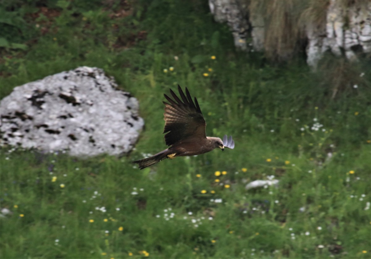 Nibbio bruno m.ghe alte Vallene Enza Grippo 05-06-20