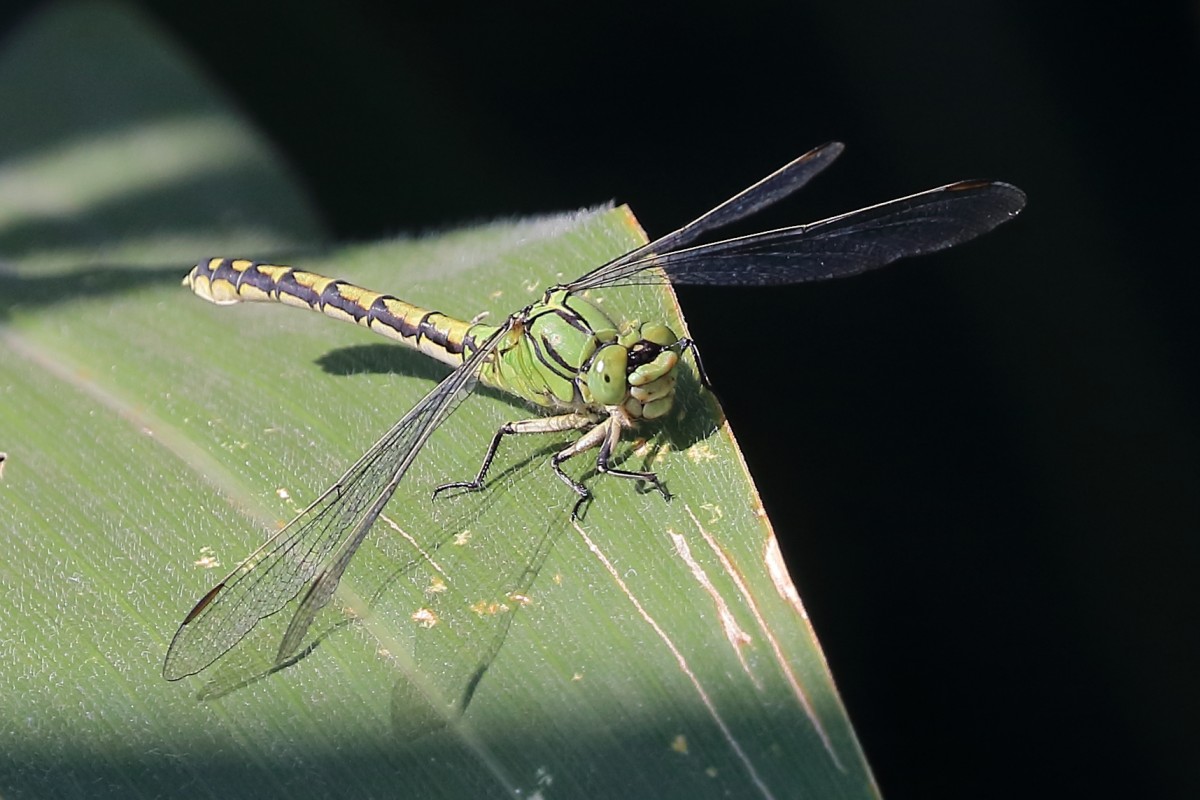 Ophiogomphus cecilia