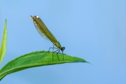 Calopteryx splendens