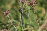 Aeshna juncea