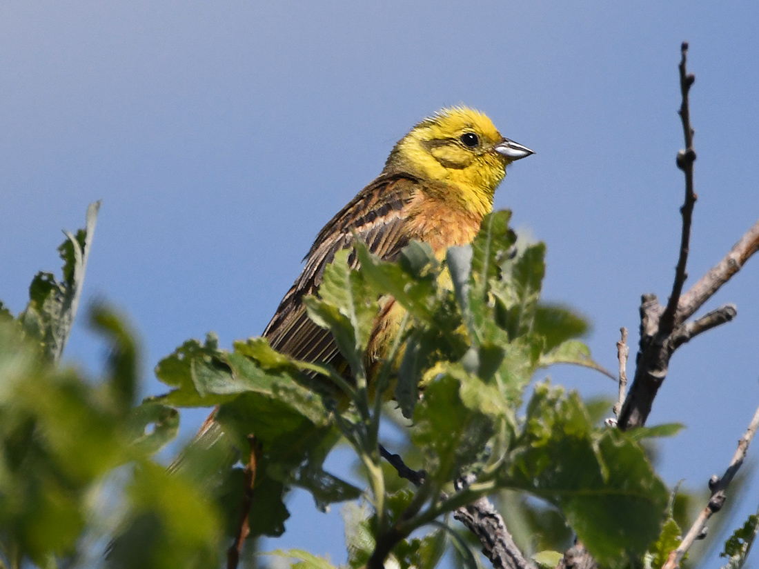 Zigolo giallo