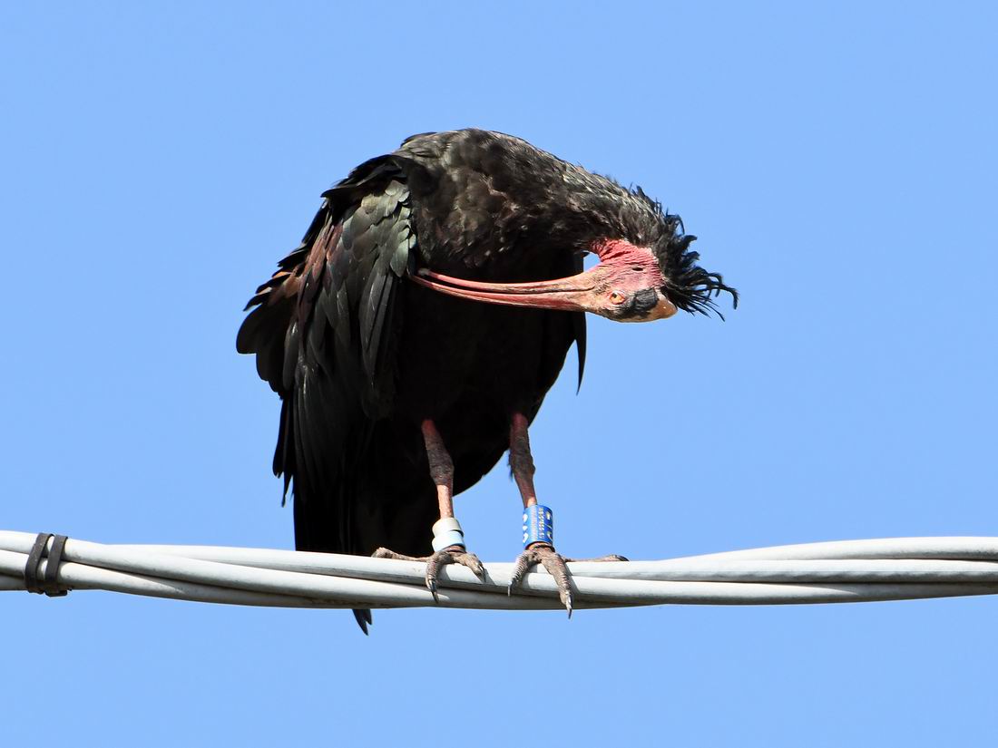 Ibis eremita