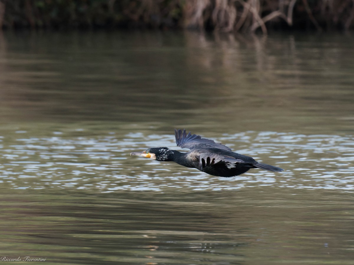 Cormorano - Adige