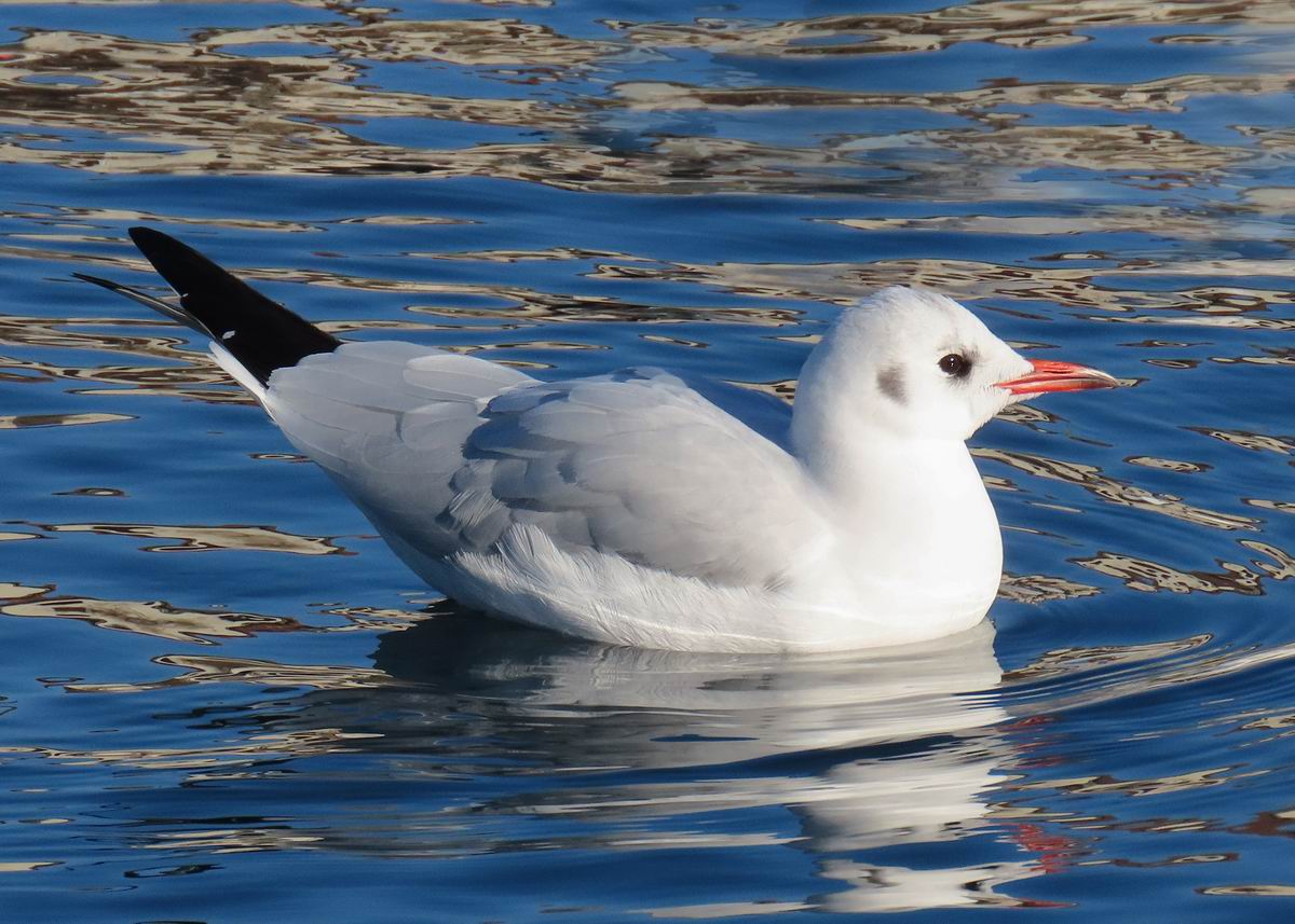 Chroicocephalus ridibundus