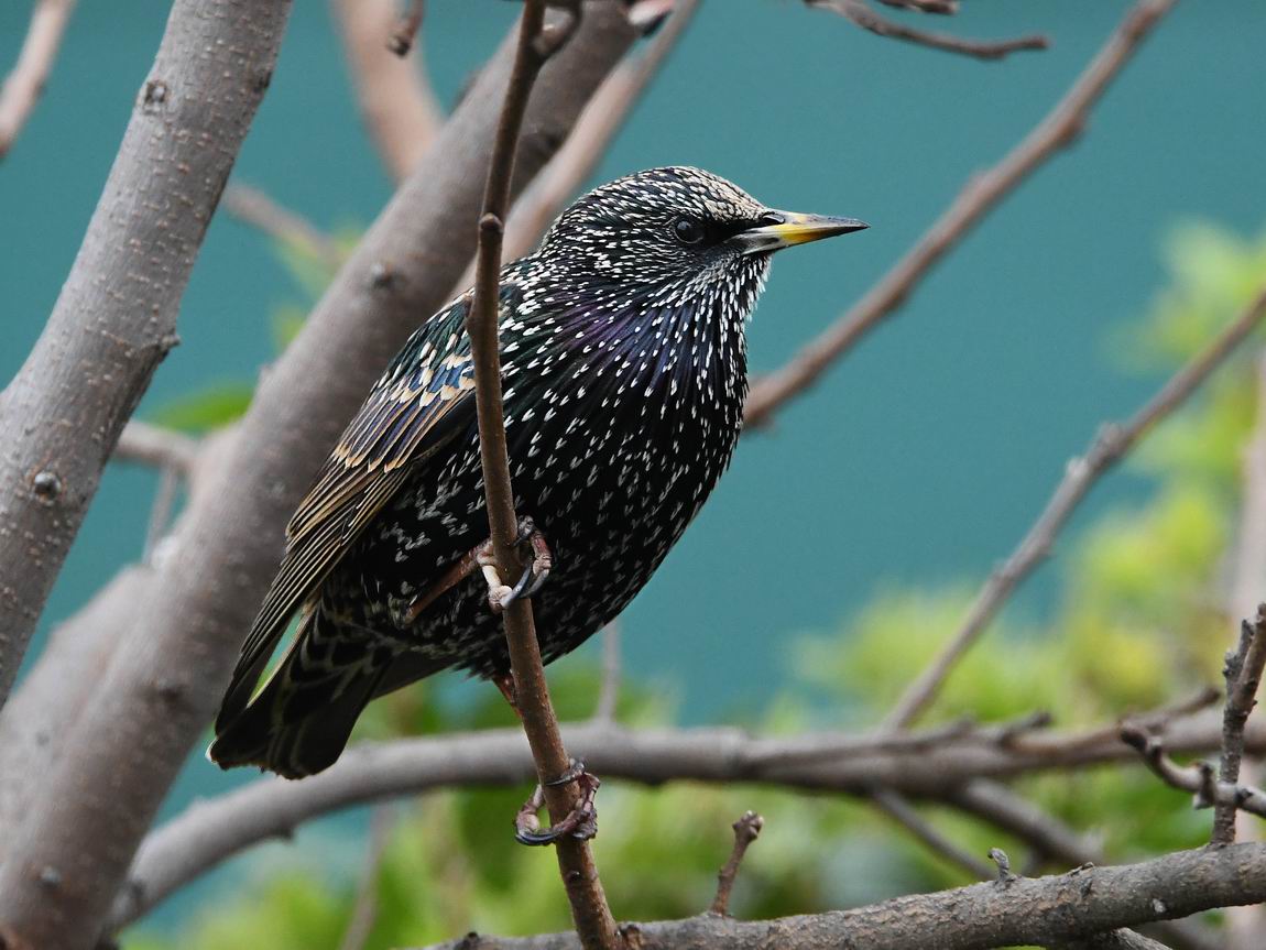 Sturnus vulgaris