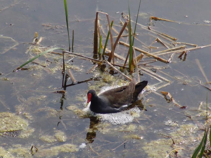 gallinella03