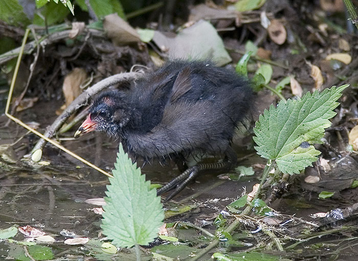 gallinella05