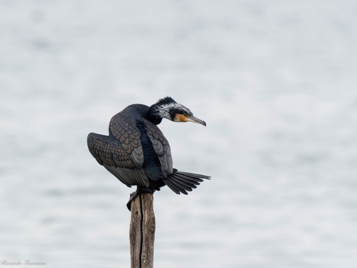 Cormorano