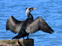 Cormorano