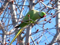 Parrocchetto dal collare