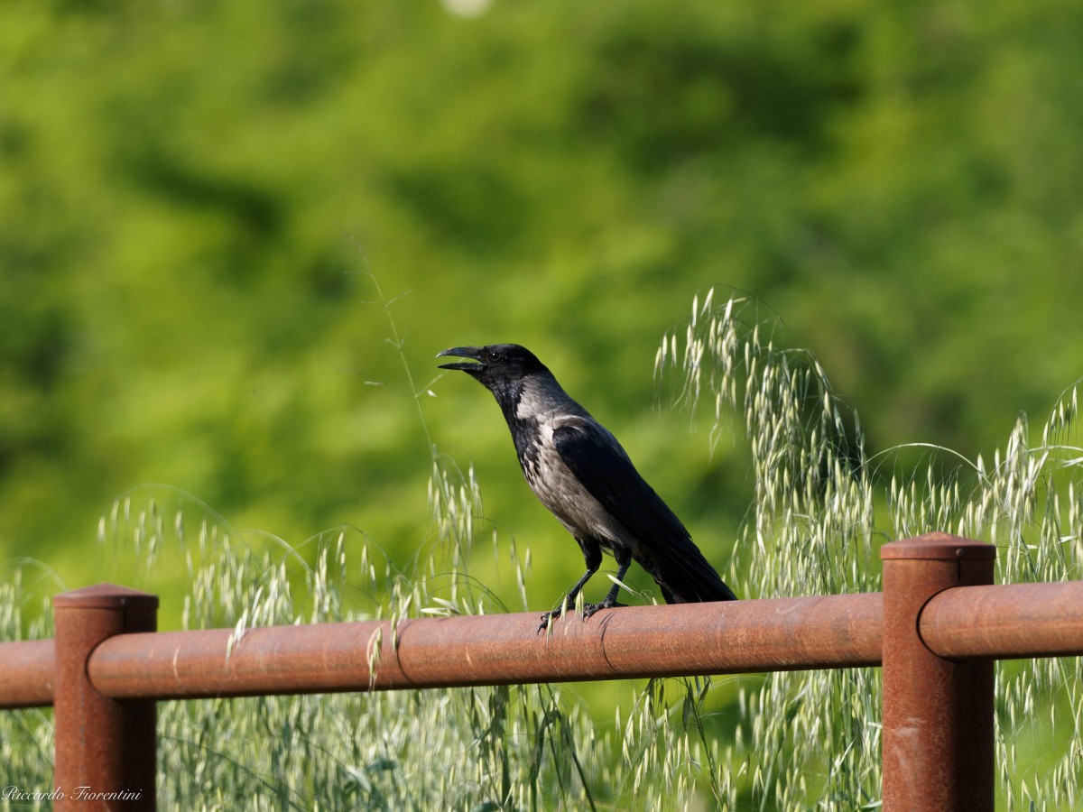 Cornacchia grigia