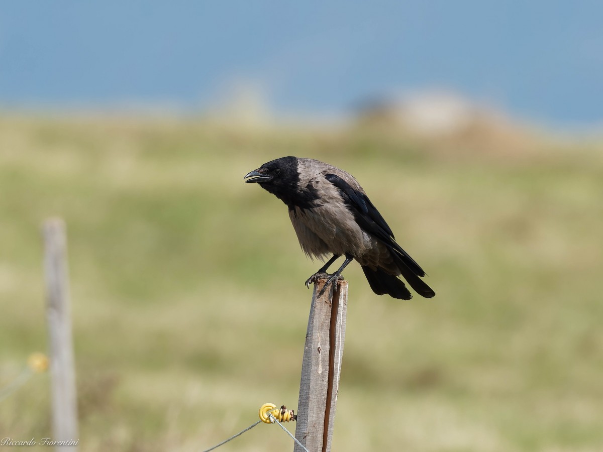 Cornacchia grigia - Malga Campo Retratto