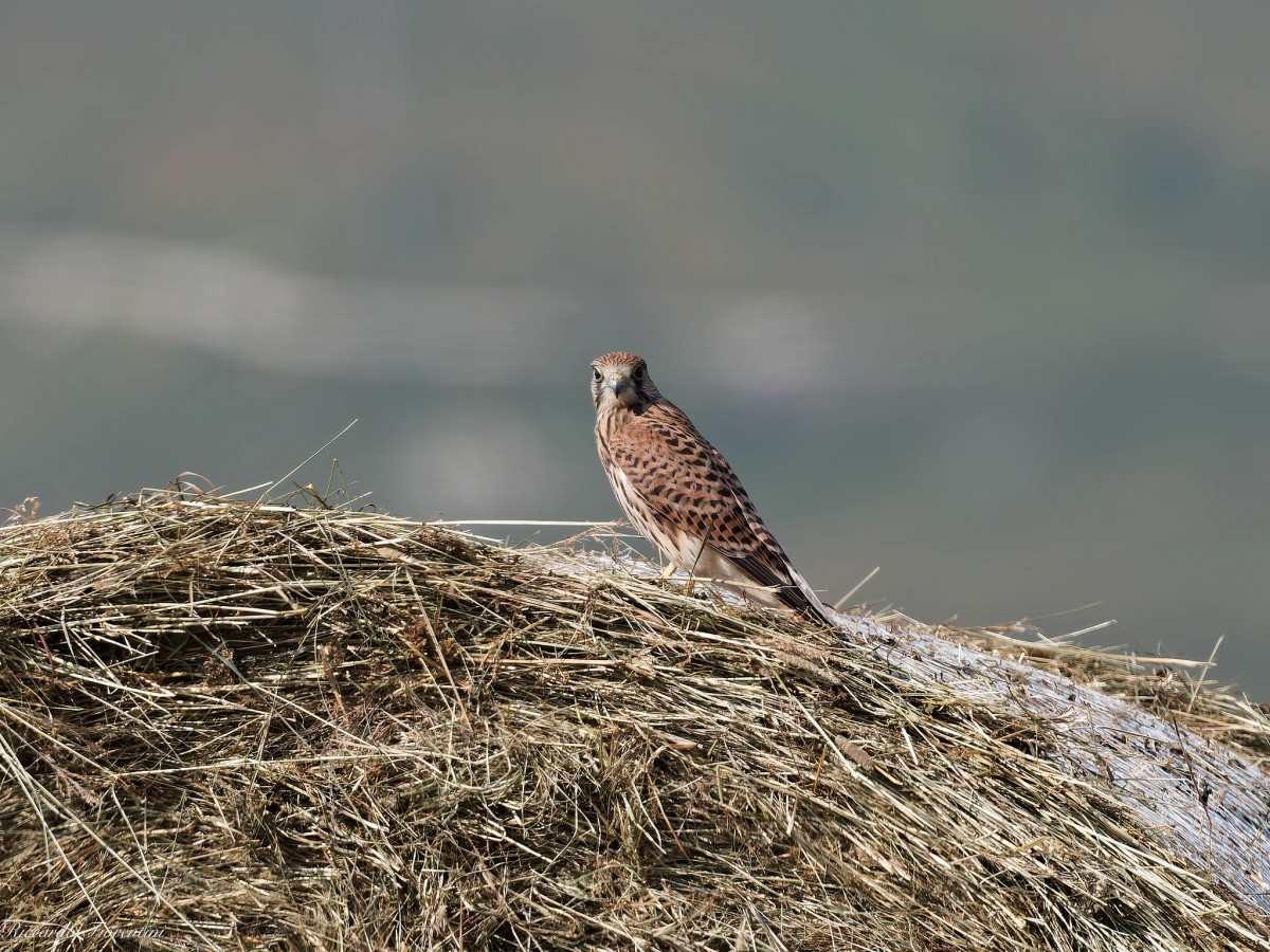 Gheppio - Campo Retratto