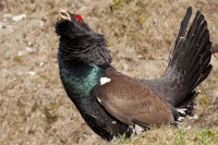 Gallo cedrone	Tetrao urogallus	Western Capercaillie