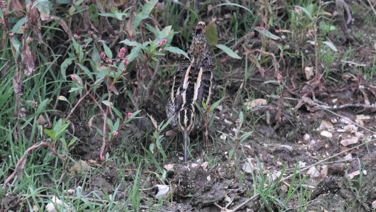 Beccaccino m.ghe alte Vallene, Lessinia 23-09-21 foto E.Grippo (2)