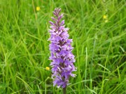 Dactylorhiza maculata subsp. fuchsii m.ghe alte Vallene 27-06-21