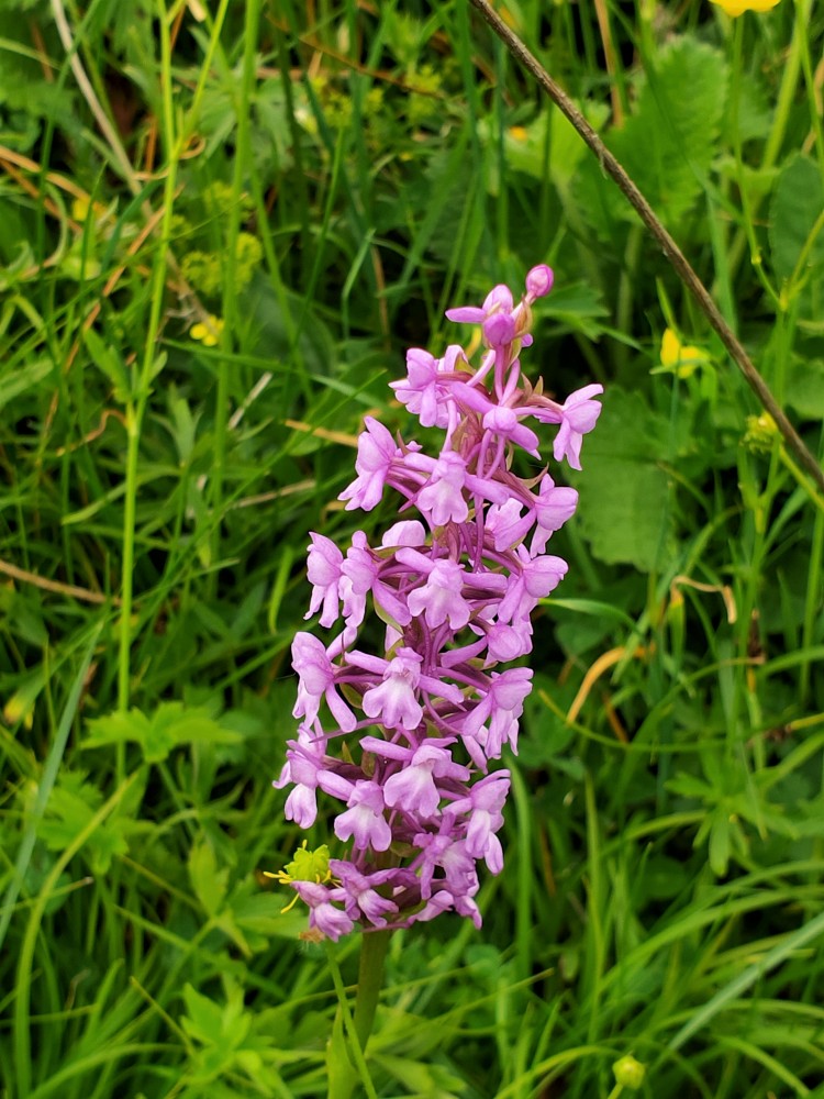 Gymnadenia conopsea Baito vecchio, m.ghe alte Vallene 20-06-21