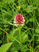 Nigritella nigra subsp. rhellicani Baito vecchio, m.ghe alte Vallene 20-06-21 (2)